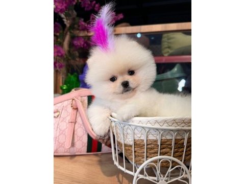 Sağlık ve ırk garantili pomeranian
