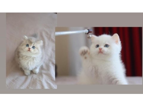 Safkan british longhair yavrular