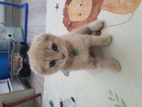 2 aylık erkek scottish fold