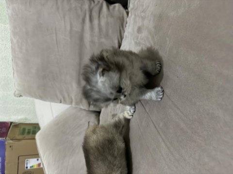 Bayram şeker kedilerim minik dostlarımız