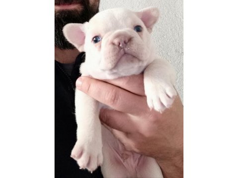 Aşılı karneli ırk garantili fransız bulldog