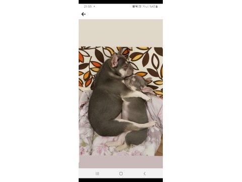 Orijinal pug mops