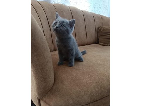 Safkan kaliteli blue ve bluepoint british shorthair yavrular