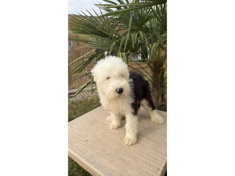 Sevgi yumağı dev dost bobtail