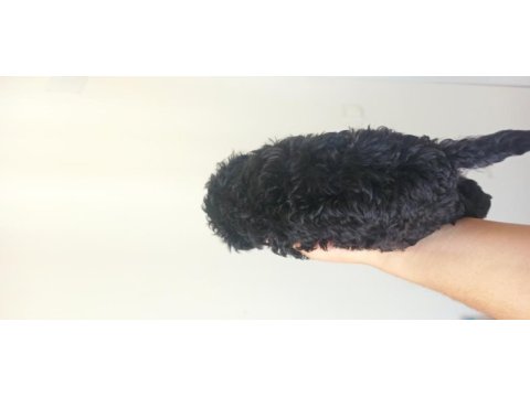 Poodle (black poodle)