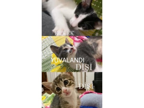 Acil kalıcı yuva aranıyor sokağa atılıyorlar