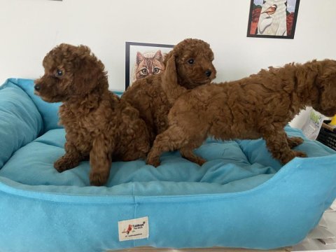 Petmode köpek çiftliğinden toy poodle yavrular