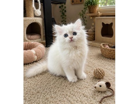 Prenses british longhair kedimiz çorap