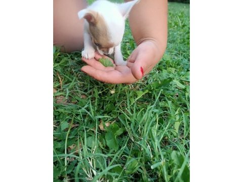 Dişi 3 aylık chihuahua