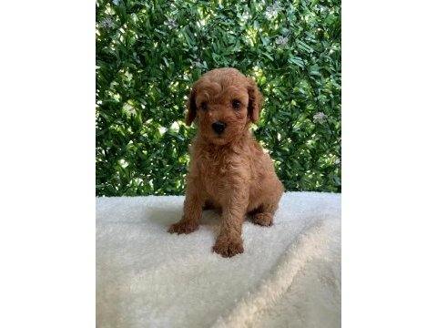 Kilo ve boy garantili toy poodle yavrularım