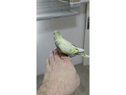 Alıştırmalık rainbow ve çek muhabbet kuşu yavrular