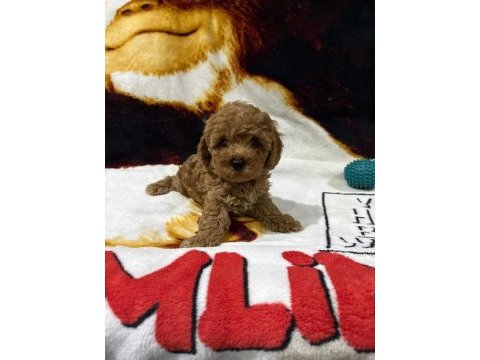 Toy poodle yavruları