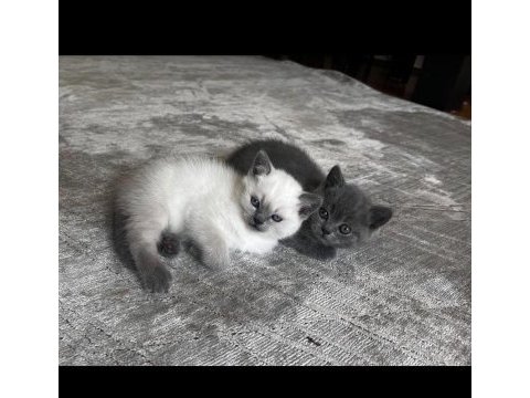 Orjinal saf kan 2 adet yavru kediler