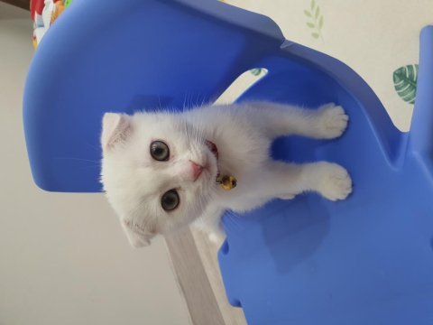 2 aylık erkek scottish fold