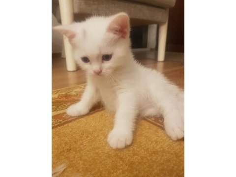 Yavru british shorthair