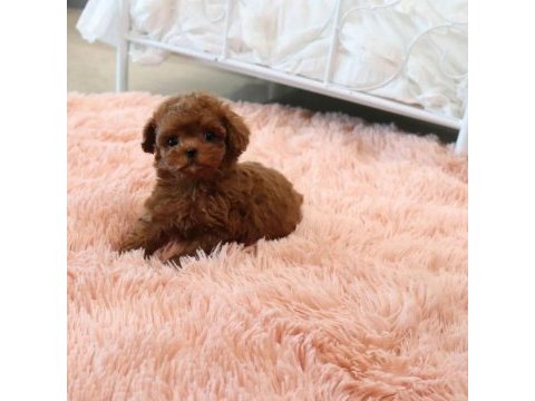Antalyanın en sevimli toy poodle bebek yüzlü yavruları
