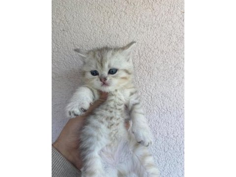 British shorthair