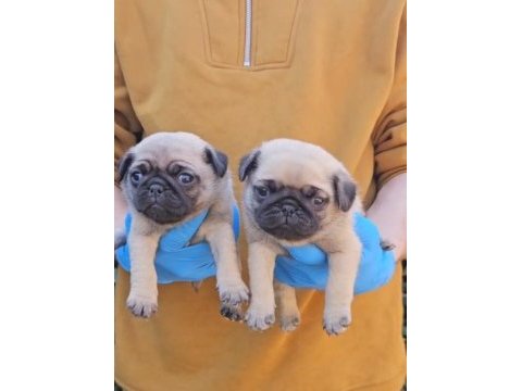 A kalite sıfır burun pug bebekler