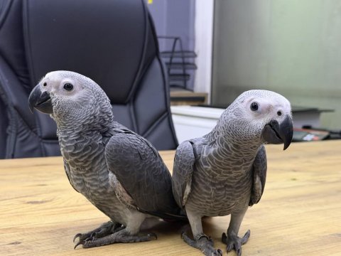 Yasal belgeli bilezikli jako papağanı yavruları