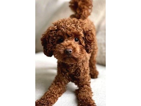 Sağlık ve ırk garantili poodle