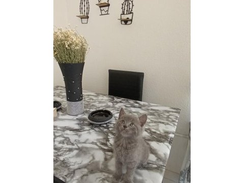 Sevimli british shorthair kardeş bebekler