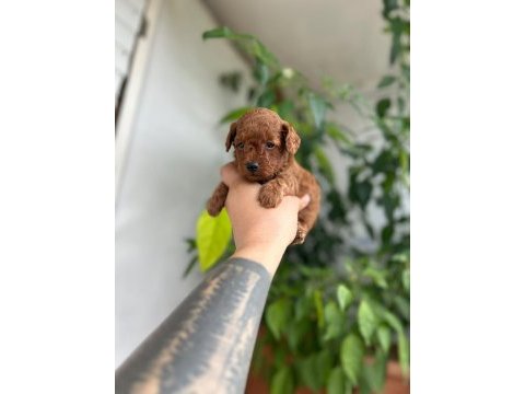 Toy poodle kore kan