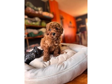 Safkan poodle yavru köpekler