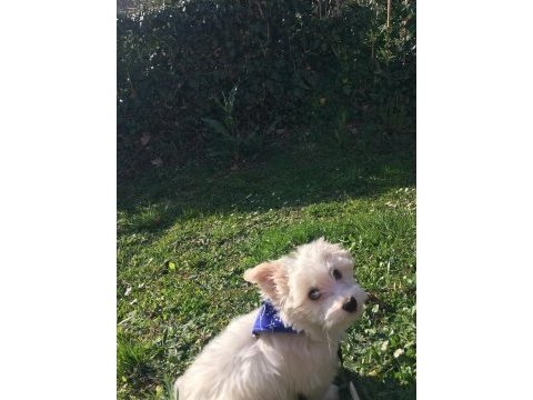 Maltese terrier sahiplendirilecektir