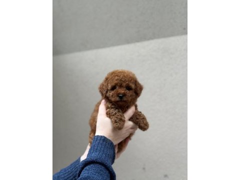 Kore kan poodle bebekleri
