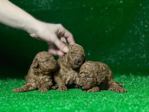 Toy poodle köpekleri