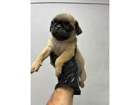 Irk ve sağlık garantili pug