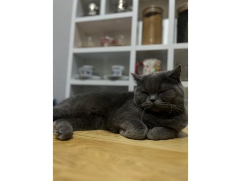 British shorthair dişi kedimiz