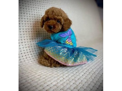 Toy poodle yavruları