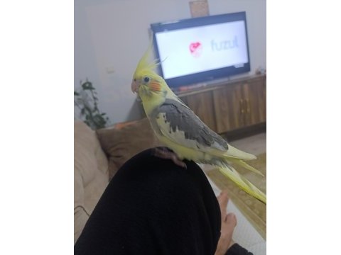 Satılık 3 buçuk aylık sultan papağanı