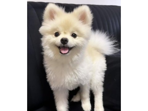 Uygun puan pomeranian
