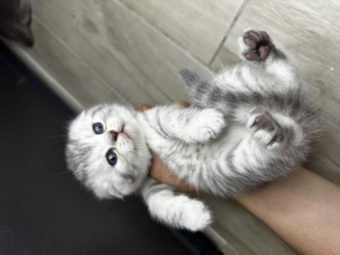 Scottish fold safkan