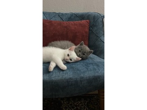 5 tatlı british shorthair yavru