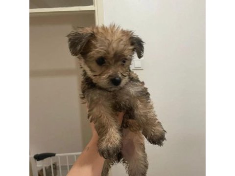 Morkie terrier yavrular