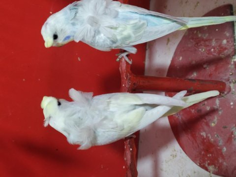 Japones yavrular 2023 bilezik kuşlar
