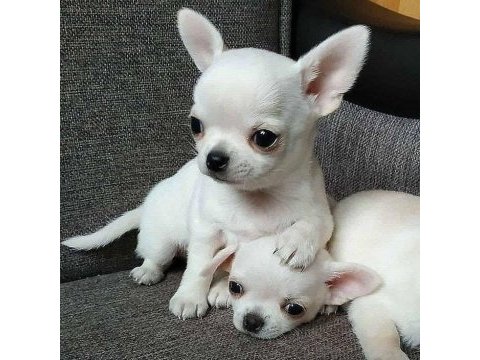 Teacup kar beyaz chihuahua bebekleri geldi