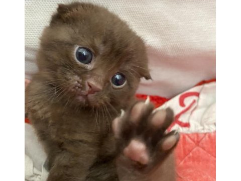 Scottish fold erkek yavru yeni yuvasını arıyor