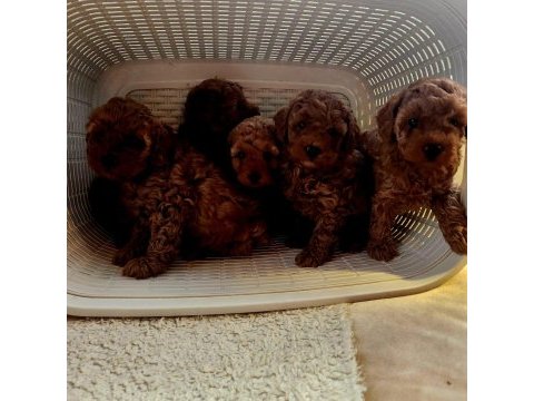 Petmode köpek çiftliğinden redbrown toy poodle yavrular