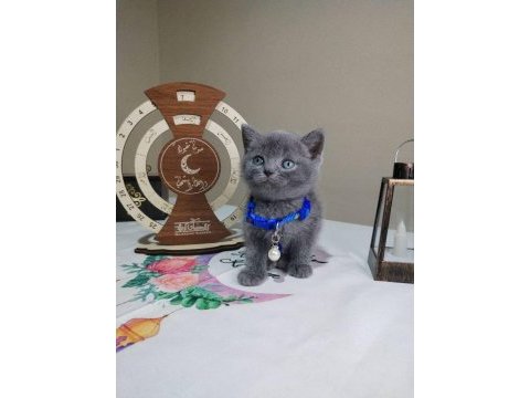 Dişi erkek british shorthair mevcuttur