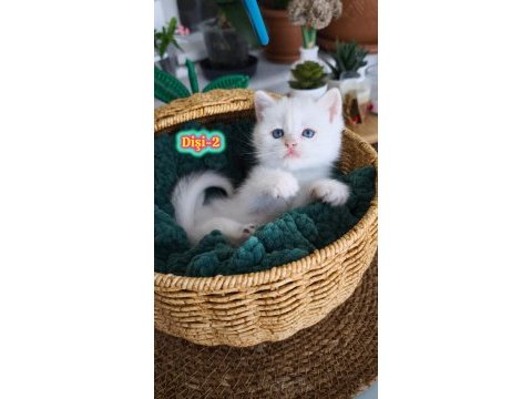 Safkan british longhair ve shorthair show kalite yavrular