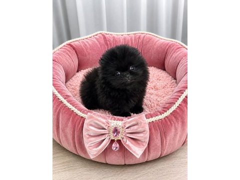 Pomeranian ayıcık teacup yavrumuz