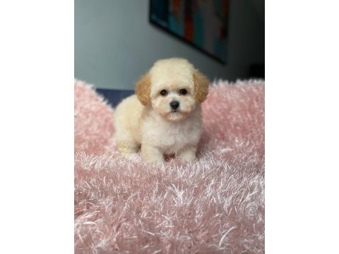 Üst kalite baby face maltipoo yavrum
