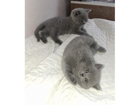 British shorthair yavrularımız