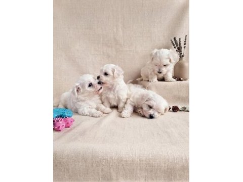 Mini boy maltese bebekler