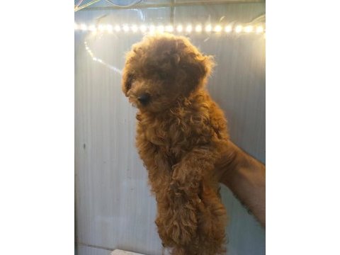 Sevimli ve oyuncu poodle yavrularımız