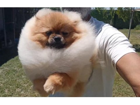 Orijinal pomeranian boo